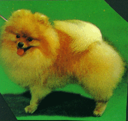 dog07.gif (109608 bytes)